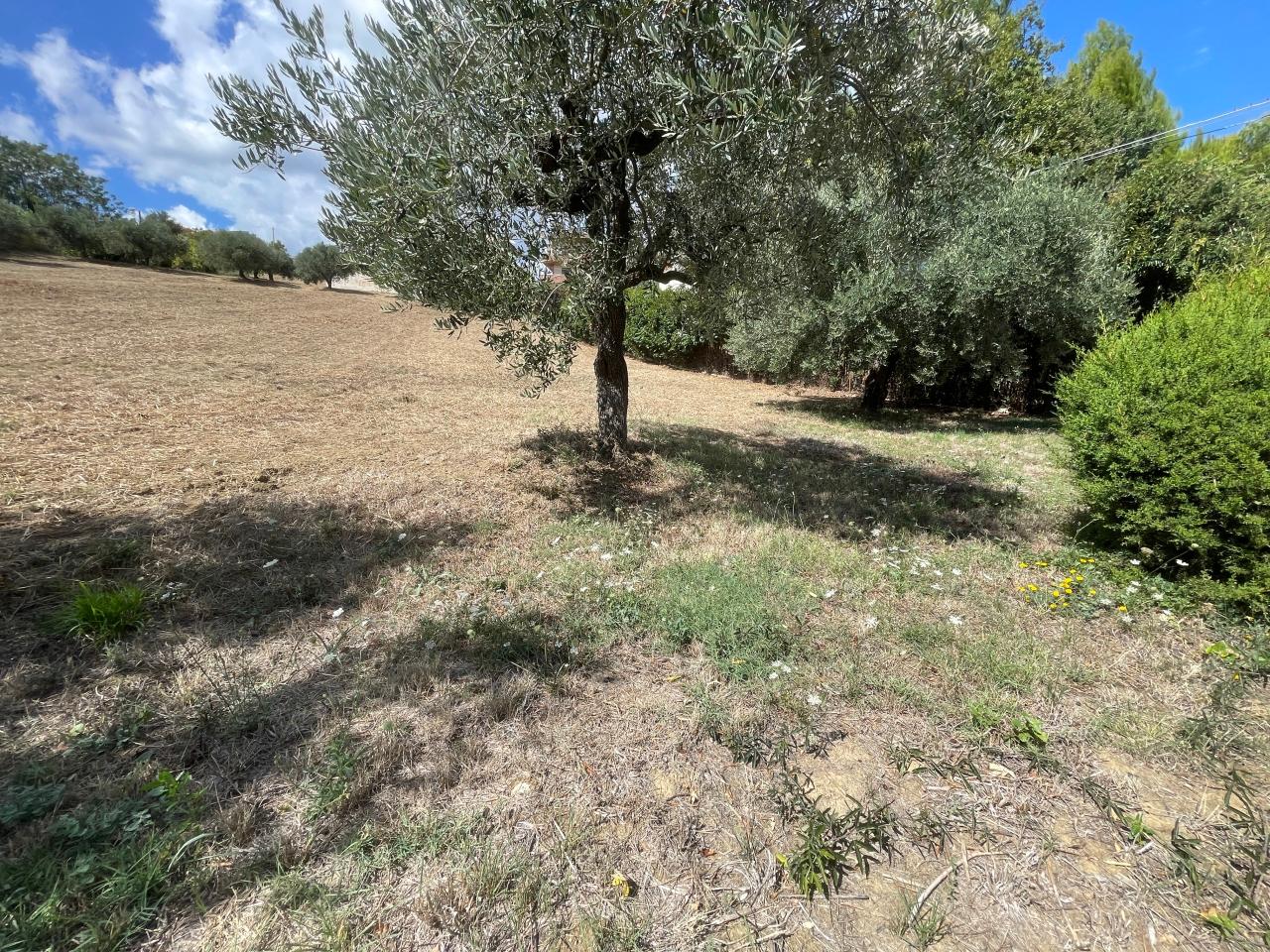 immagine annuncio 3 di 6