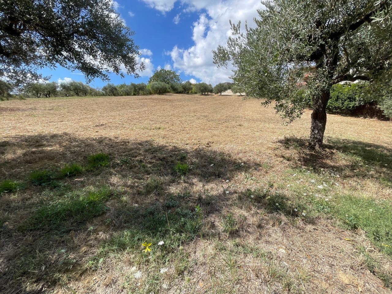 immagine annuncio 2 di 6