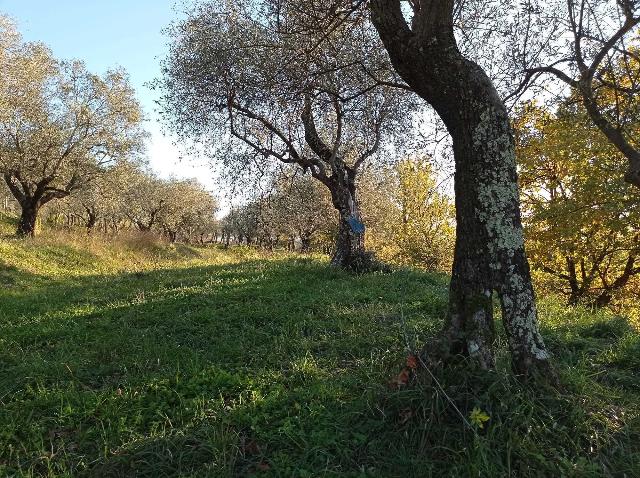 Agrargrundstück, Castelnuovo Magra - Foto 1