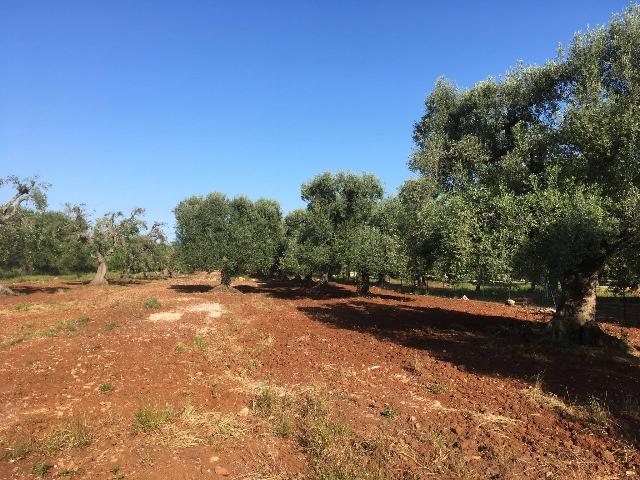 Terreno edificabile in {3}, Contrada Mondescine - Foto 1