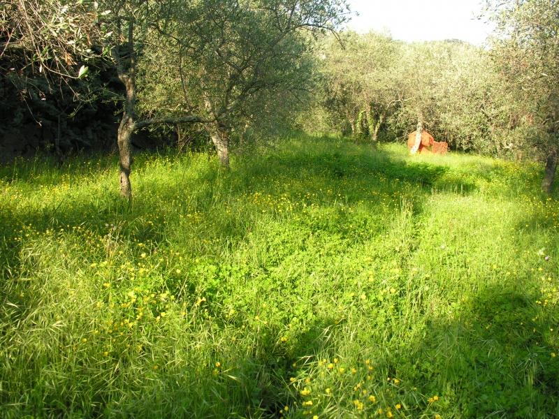 Terreno agricolo in vendita a Villa Faraldi