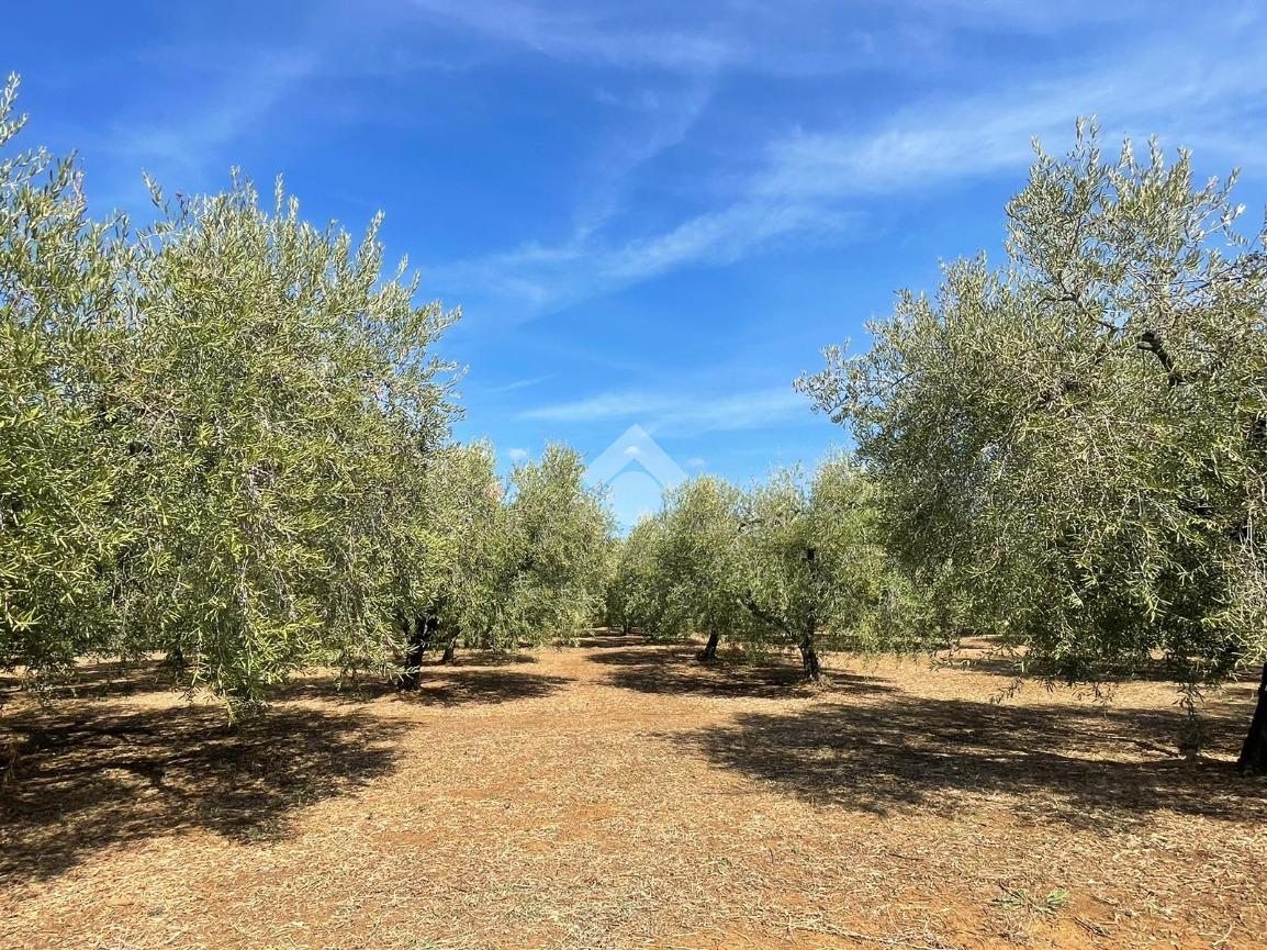 Terreno agricolo in vendita a Velletri