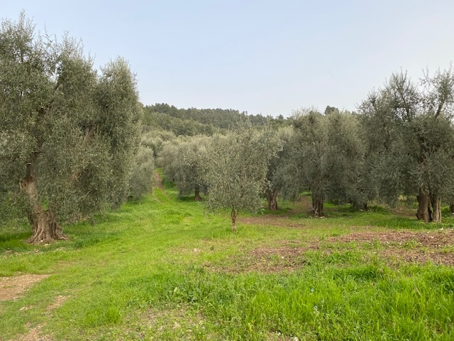 Terreno agricolo in vendita a Vico Del Gargano