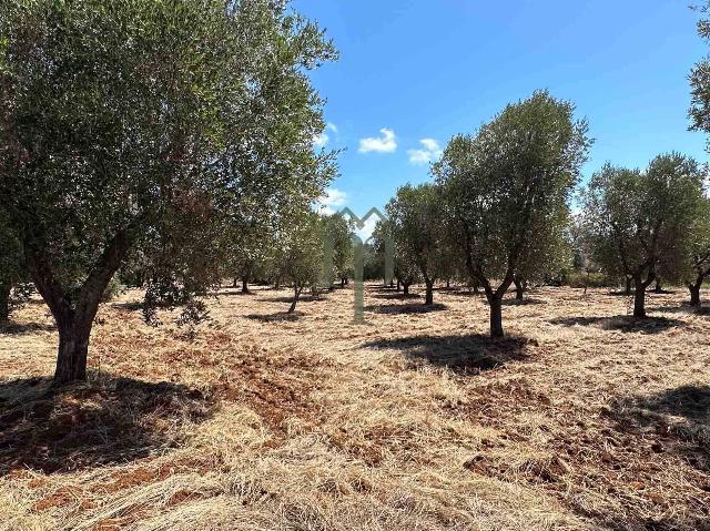 Terreno agricolo in Sp36, Carovigno - Foto 1