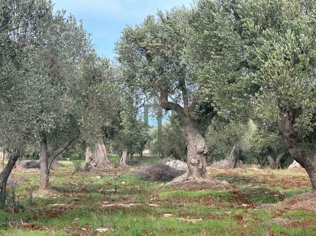 Terreno edificabile in {3}, Contrada Acciano - Foto 1