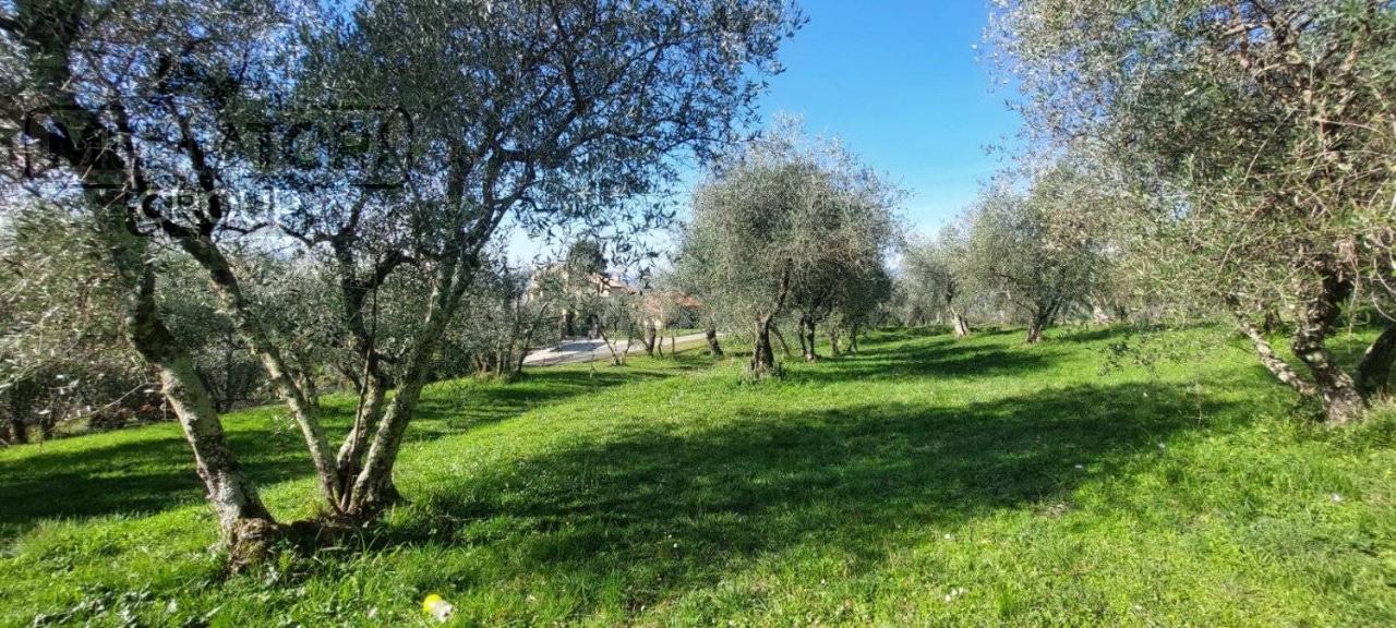 immagine annuncio 11 di 12