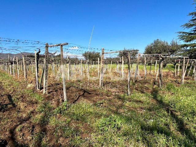 Agrargrundstück in Via Appia Vecchia, Velletri - Foto 1