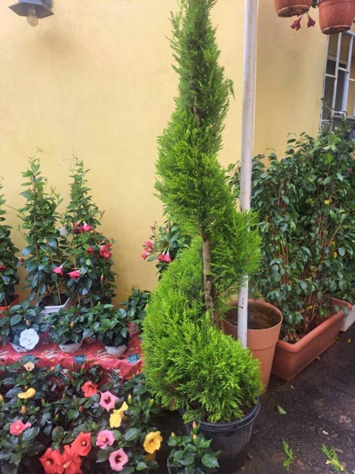 immagine annuncio 10 di 13