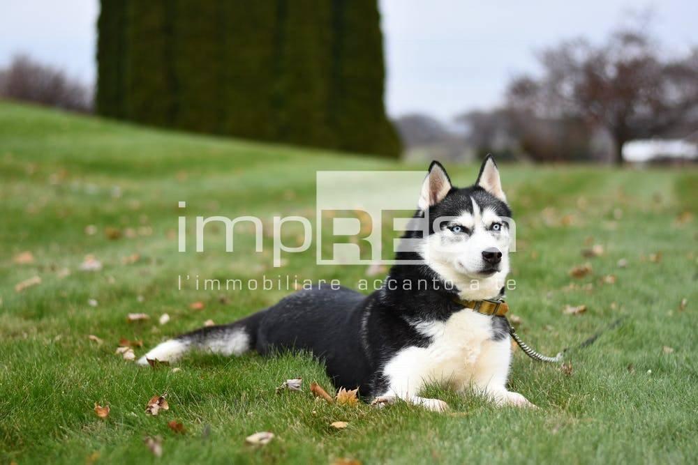 immagine annuncio 3 di 12