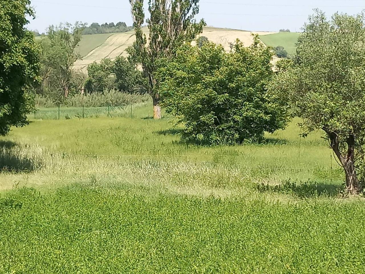 immagine annuncio 6 di 9
