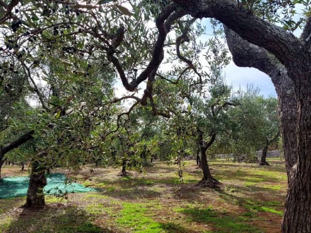 Agricultural land in {3}, Contrada Marchesana - Photo 1