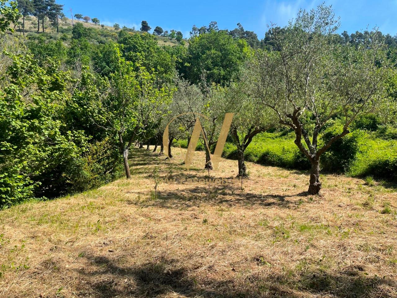 Terreno agricolo in vendita a Caserta