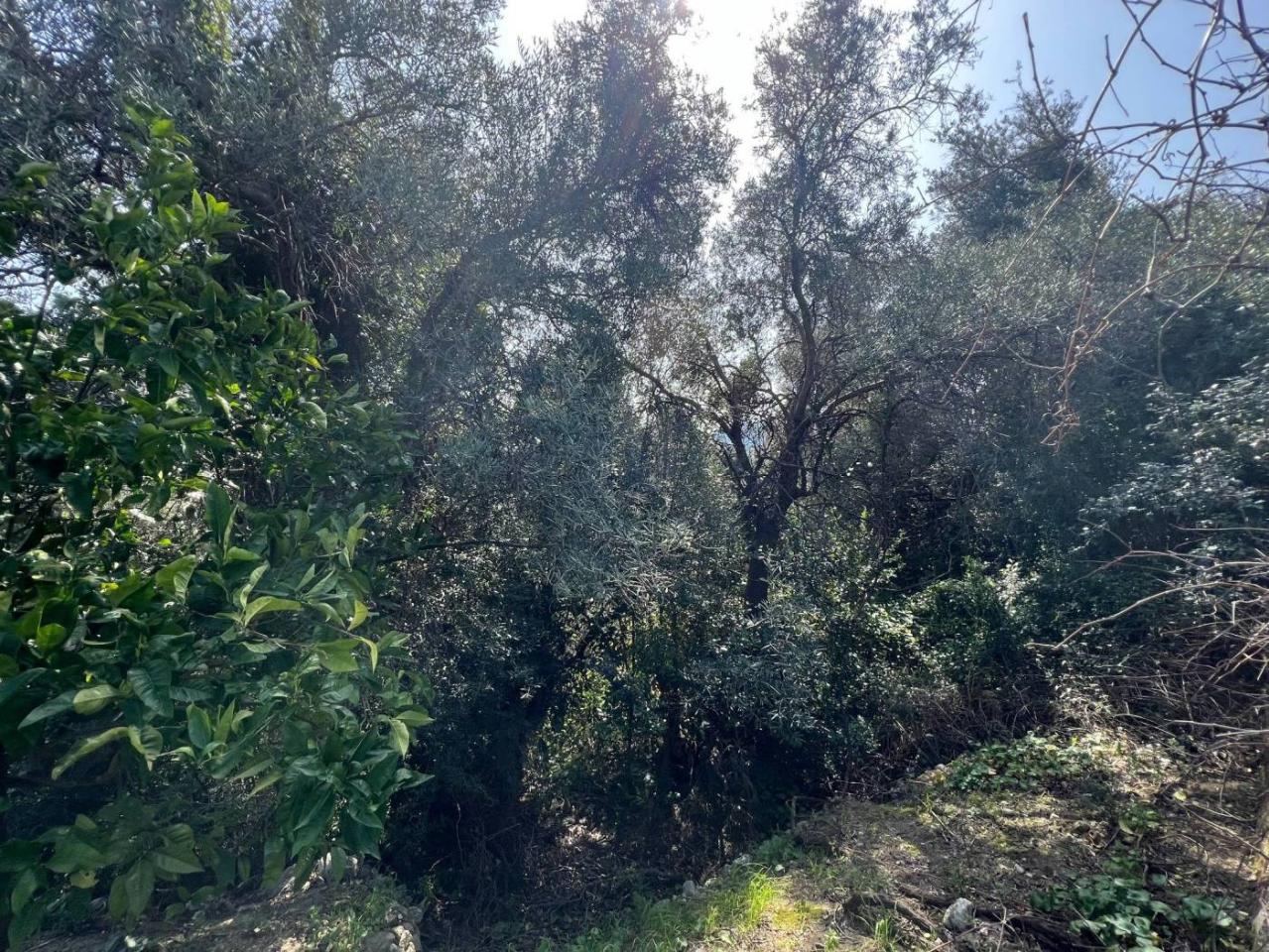 immagine annuncio 5 di 12