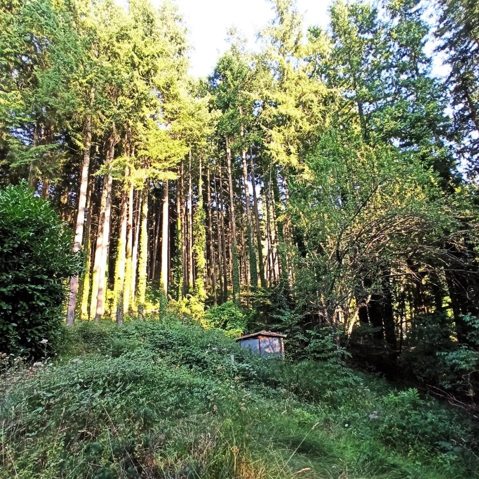 immagine annuncio 2 di 9