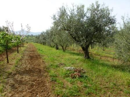immagine annuncio 1 di 11