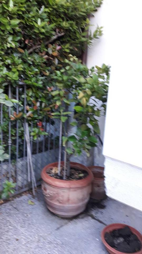 immagine annuncio 5 di 7