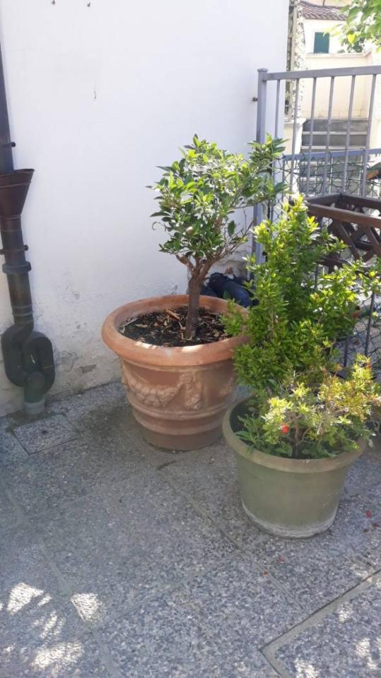 immagine annuncio 6 di 7
