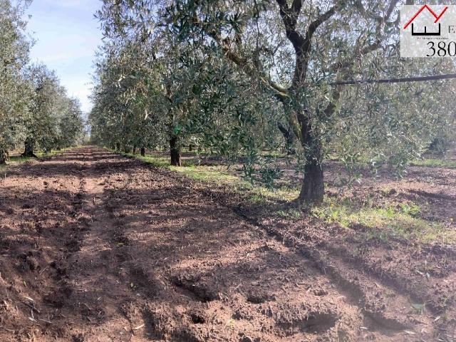 Agrargrundstück in Via Santa Marinella, Nettuno - Foto 1