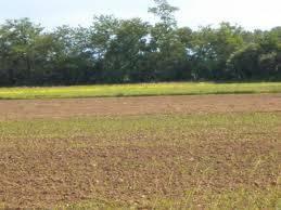 Terreno agricolo in vendita a Cartura