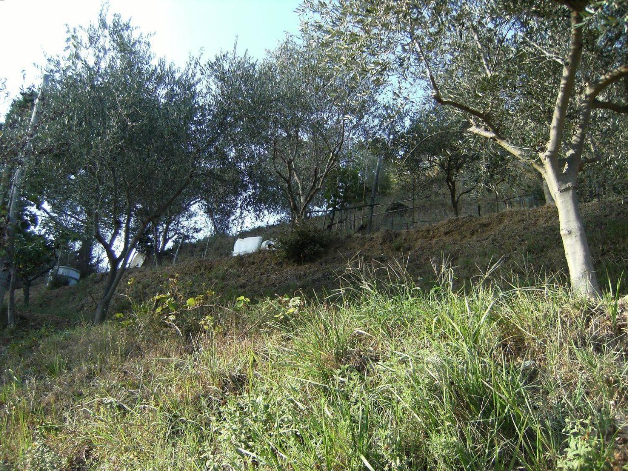 Terreno agricolo in vendita a Vado Ligure