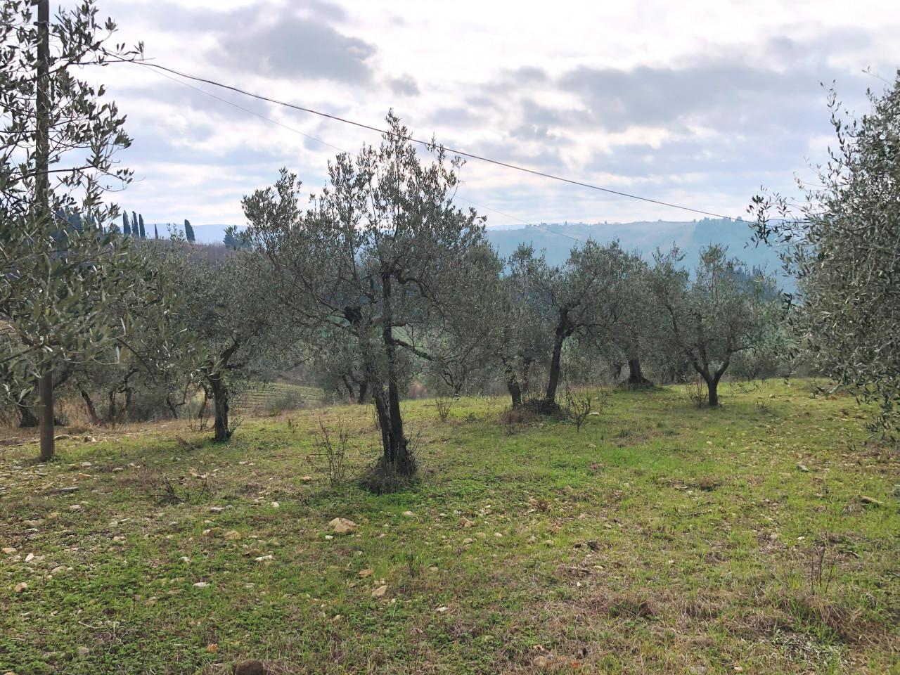immagine annuncio 5 di 8