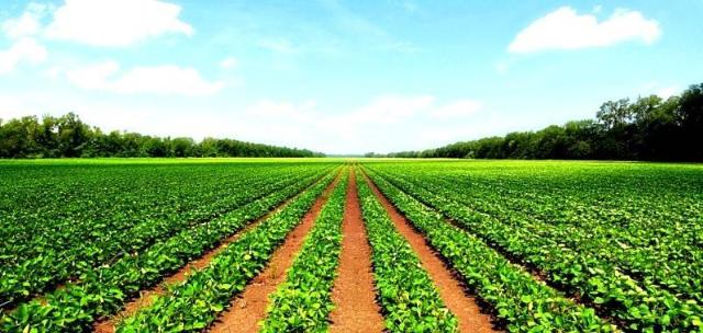 Terreno agricolo, Cittadella - Foto 1