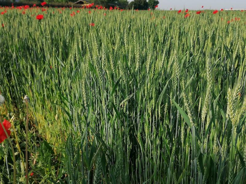 Terreno agricolo in vendita a Stra