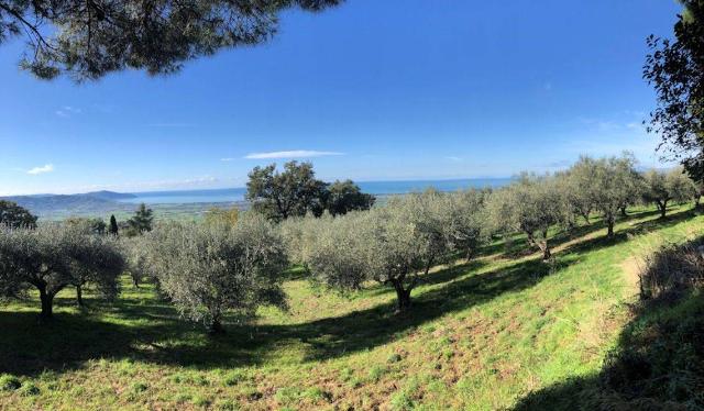 Agricultural land in Sp13a S.N.C., Capaccio - Photo 1