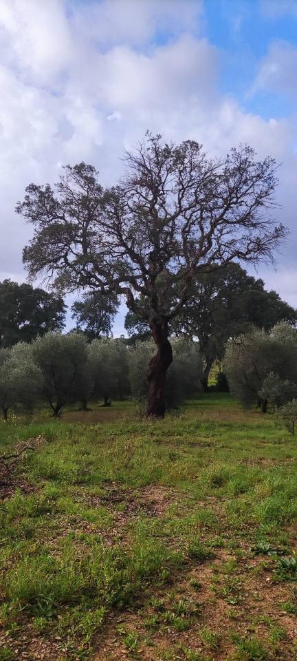 immagine annuncio 7 di 14