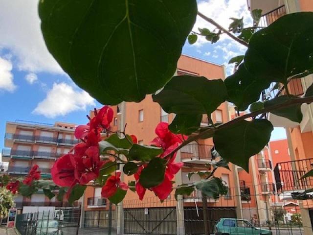 Einzimmerwohnung in Via della Resistenza, 24, San Bartolomeo al Mare - Foto 1