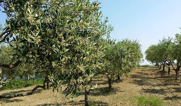immagine annuncio 2 di 4