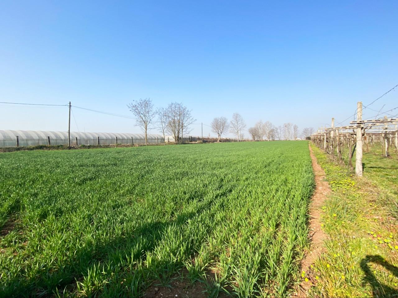 Terreno agricolo in vendita a Verona