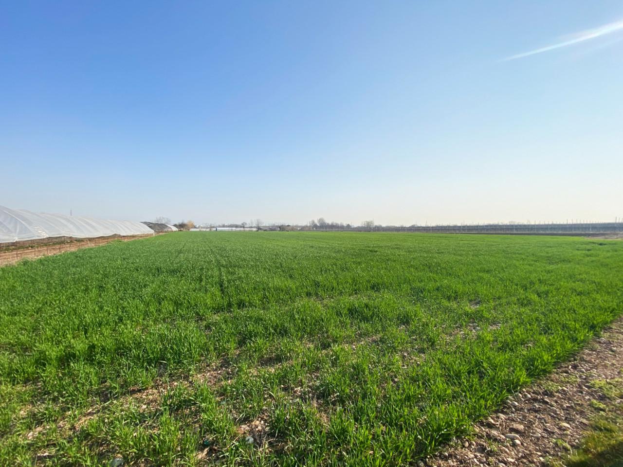 Terreno agricolo in vendita a Verona