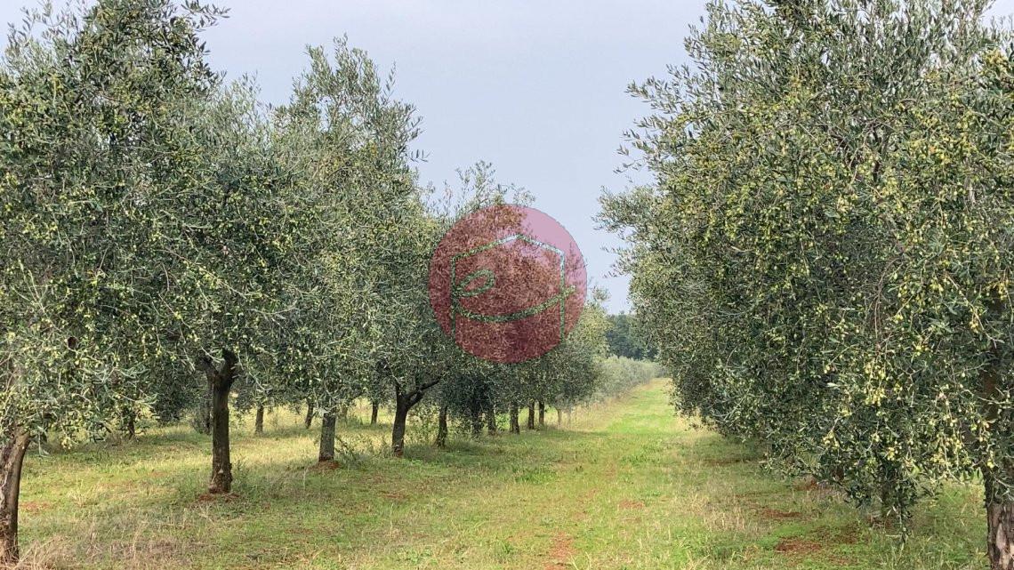 Terreno agricolo in vendita a Santarcangelo Di Romagna