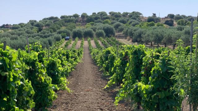 Terreno agricolo in Contrada Belliscala, Noto - Foto 1