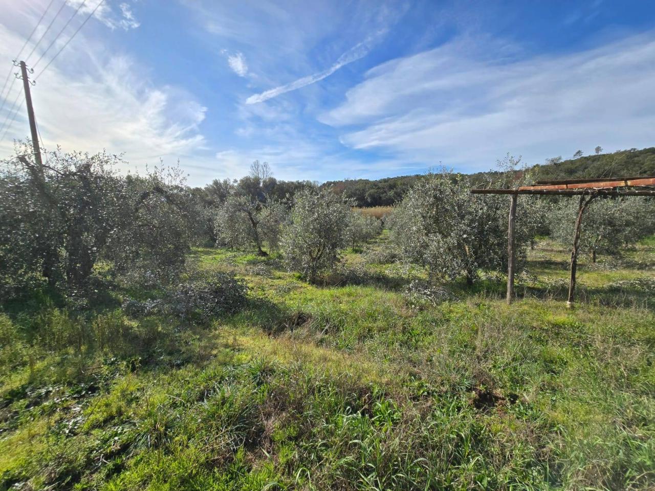immagine annuncio 9 di 14