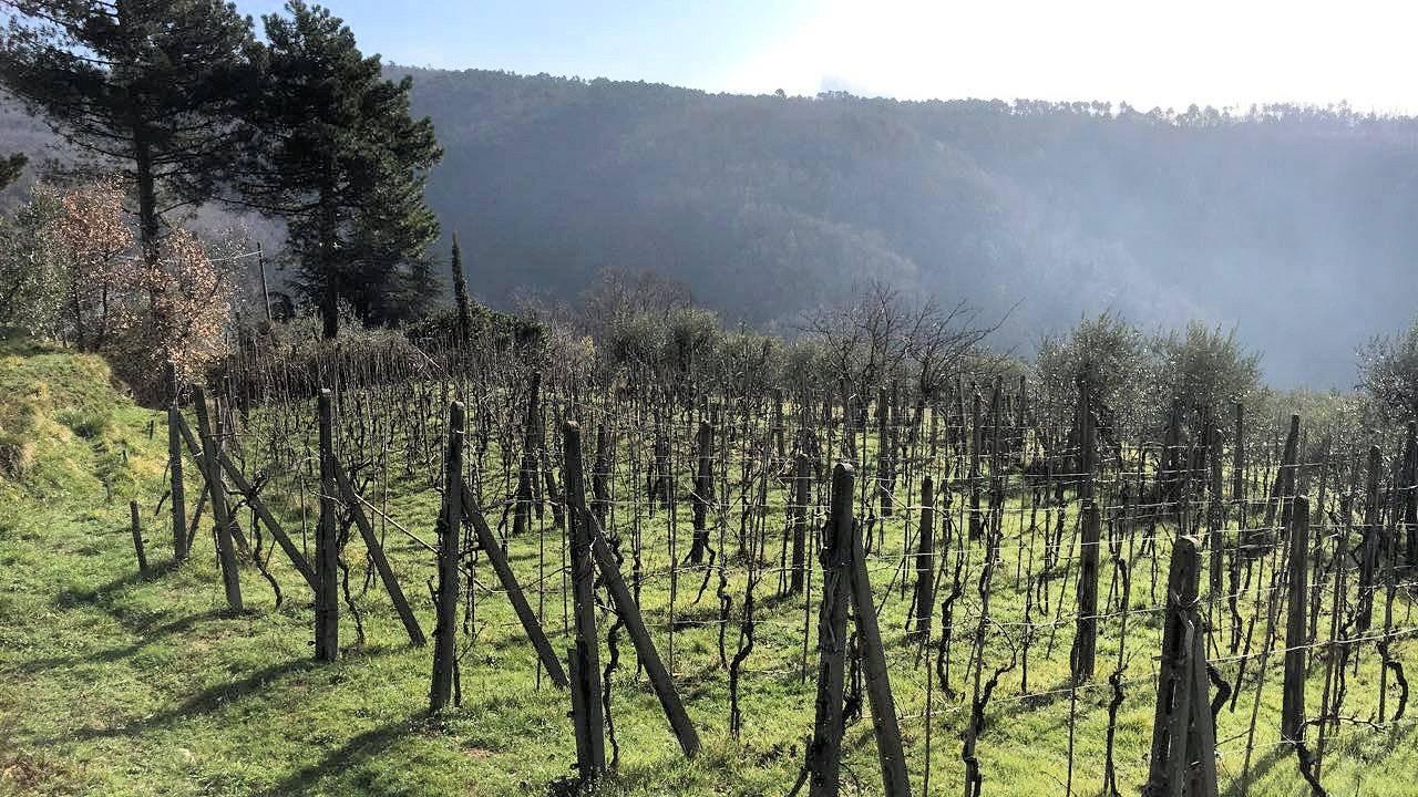 immagine annuncio 13 di 15