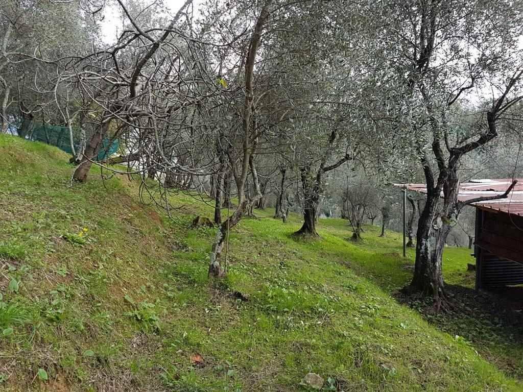 immagine annuncio 2 di 13
