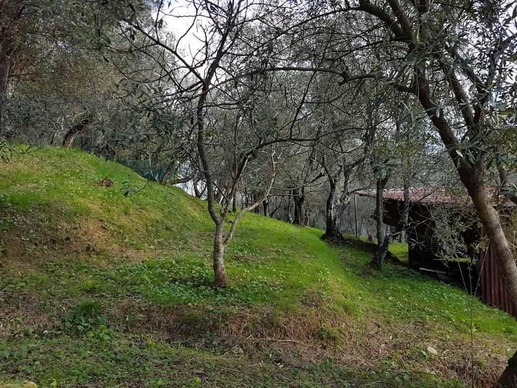 immagine annuncio 4 di 13