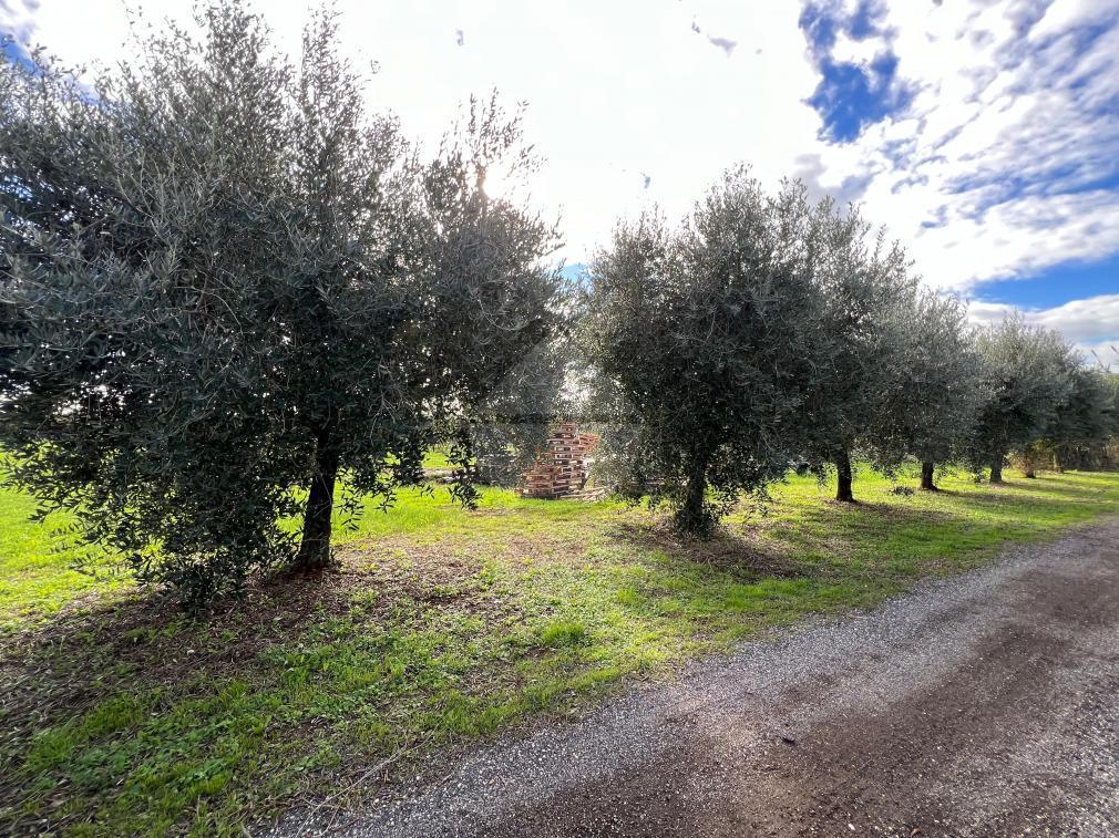 immagine annuncio 2 di 9