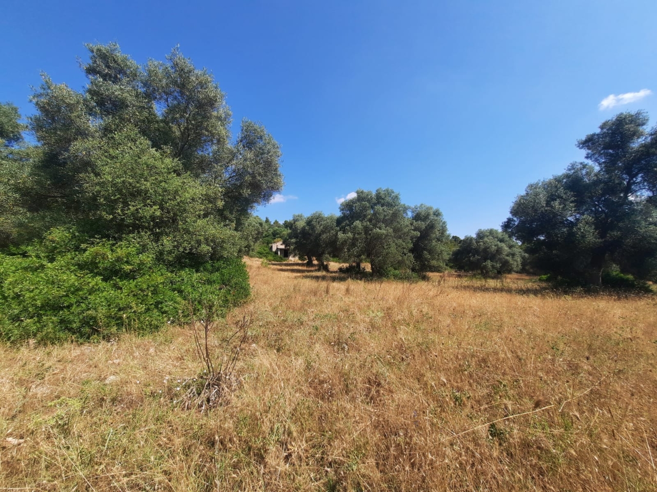 Terreno agricolo in vendita a Castellaneta