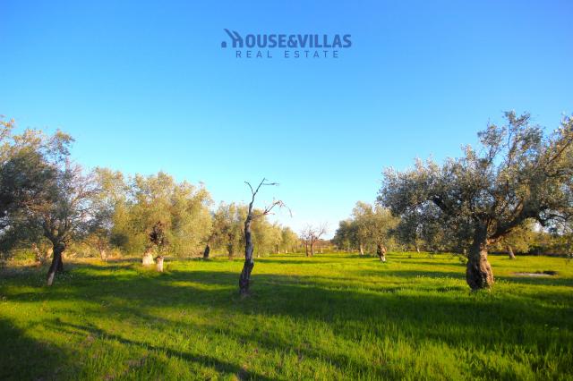 Terreno agricolo in Contrada Falconara, Noto - Foto 1