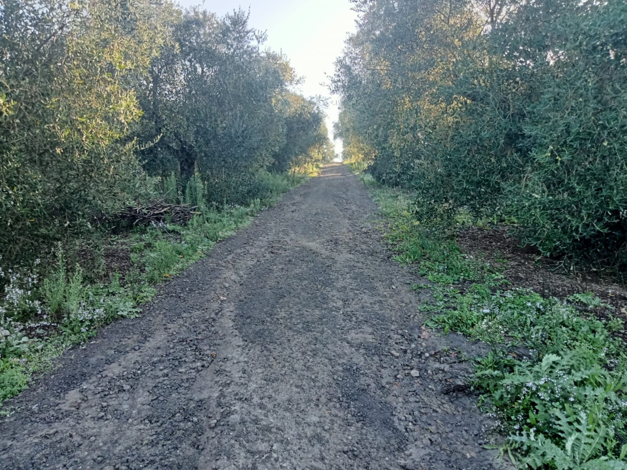 immagine annuncio 2 di 8