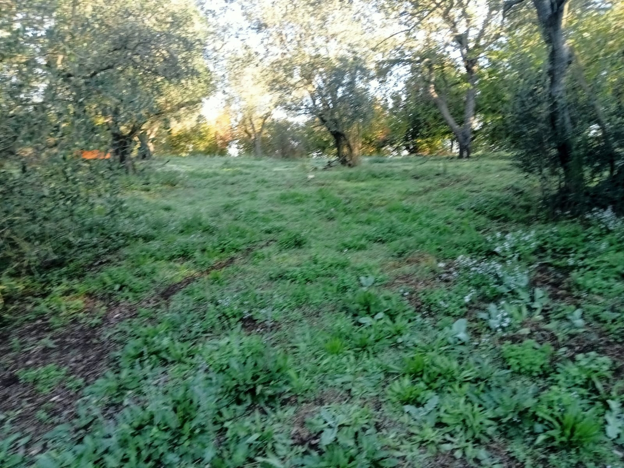 immagine annuncio 7 di 8