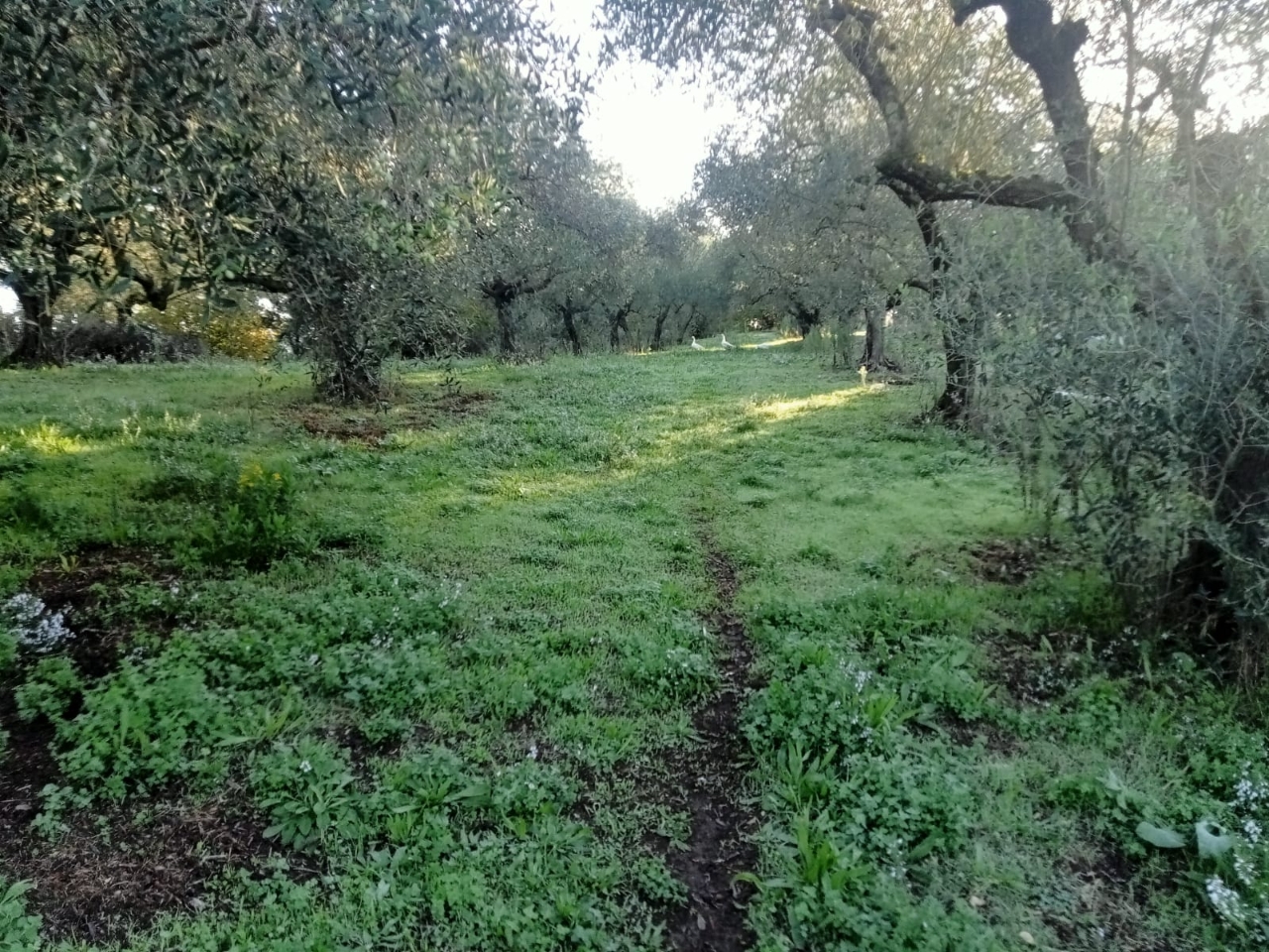 immagine annuncio 6 di 8