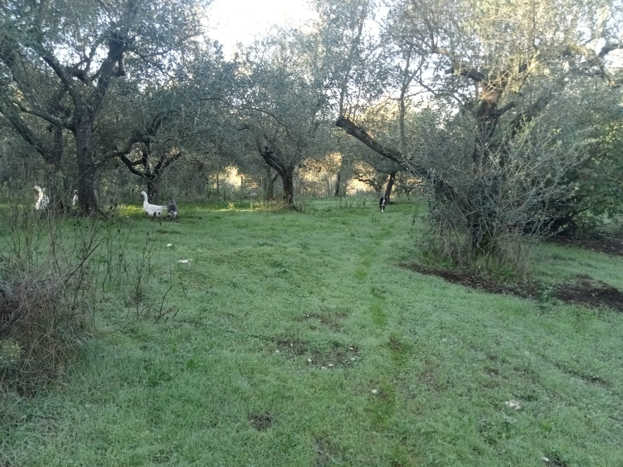 immagine annuncio 5 di 8