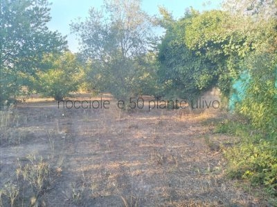 immagine annuncio 10 di 11