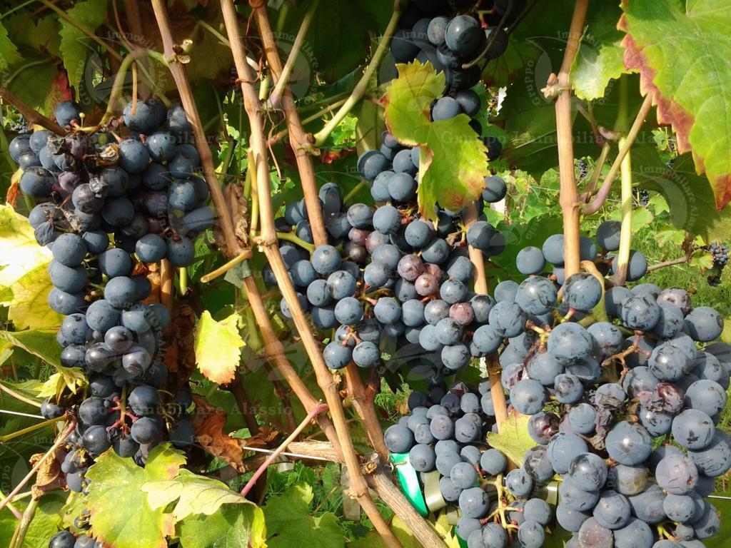 Azienda agricola in , Rocca Grimalda - Foto 1