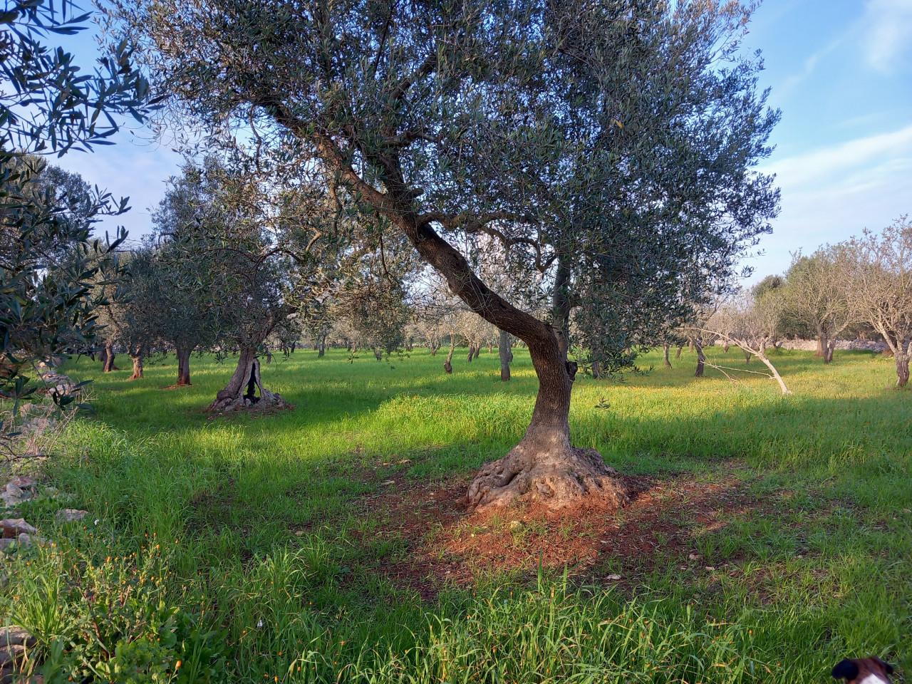 immagine annuncio 12 di 15
