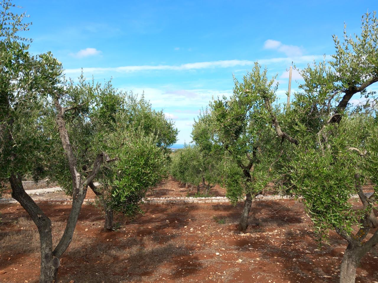 immagine annuncio 8 di 13